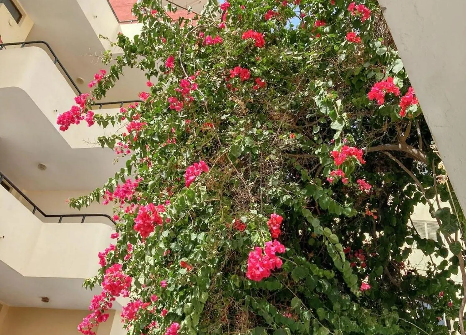 Apartment Studio At El Medano 100 M Away From The Beach With Enclosed Garden And Wifi Spain